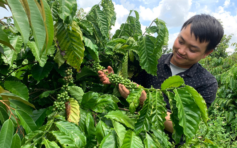 Người dân Đắk Lắk chăm sóc cây cà phê Hướng đến vùng nguyên liệu cà phê đặc sản -0