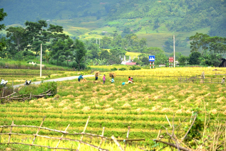 Mùa vàng trên rẻo cao -7