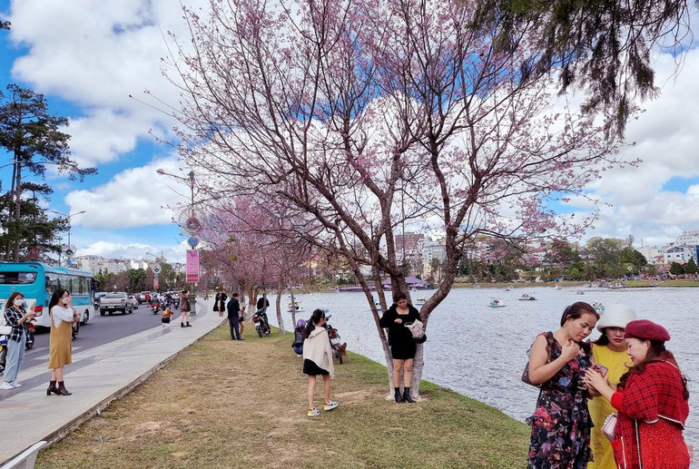 Đà Lạt nồng nàn sắc xuân -0