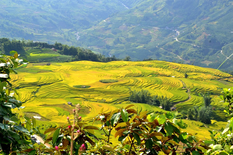 Mùa vàng trên rẻo cao -2