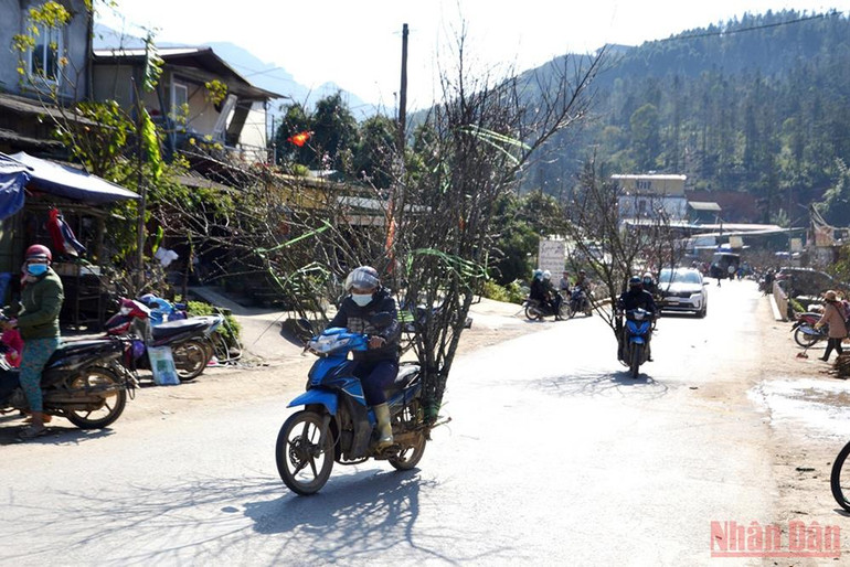 Hoa đào Sa Pa xuống phố -3