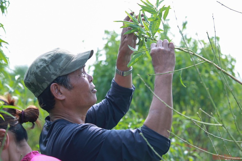 Người dân làng Nhật Tân tất bật tuốt lá đào chờ đón Tết Nguyên đán -0