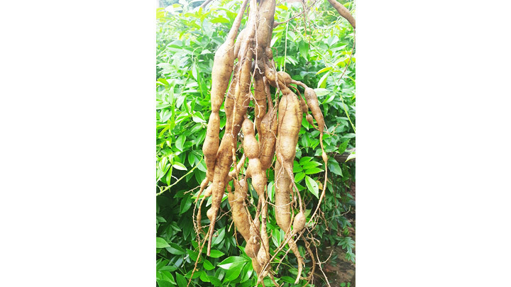 Củ sâm nam núi Dành. Báu vật núi Dành -0