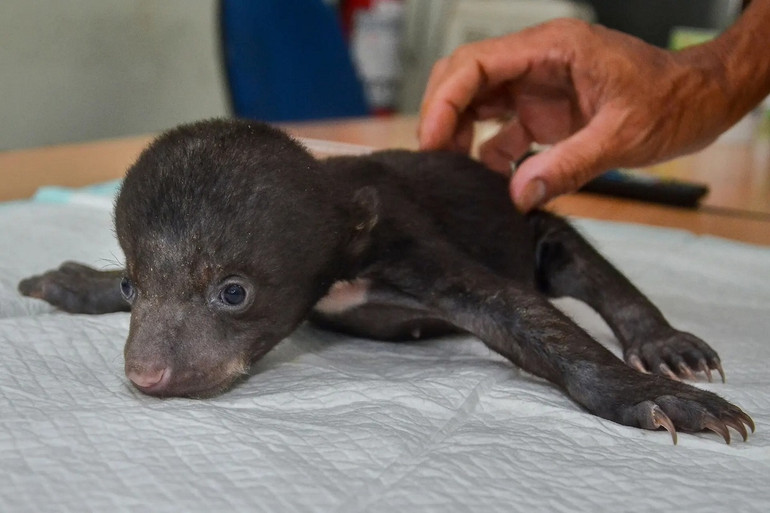 Những bức ảnh ấn tượng về động vật hoang dã trong tuần -0