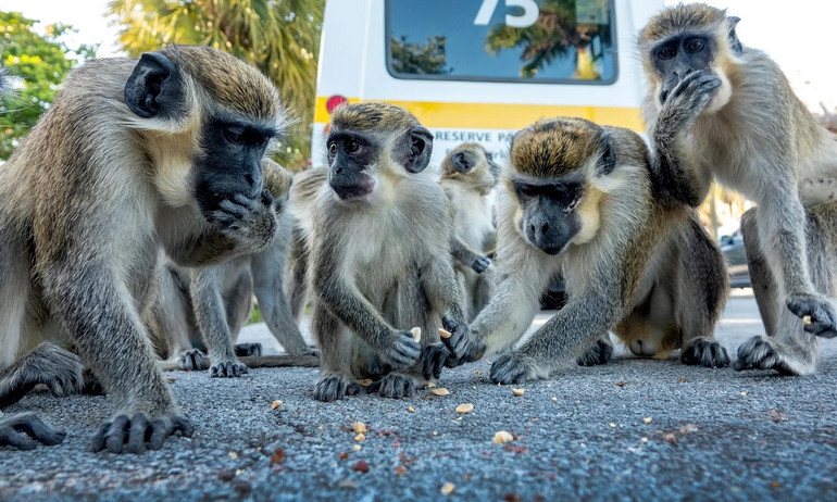 Những bức ảnh ấn tượng về động vật hoang dã trong tuần -0