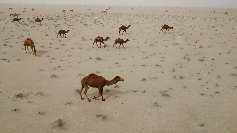 Những bức ảnh ấn tượng về động vật hoang dã trong tuần -0