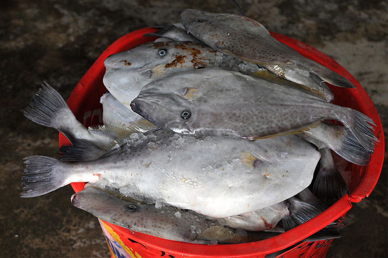 Cảng cá Cửa Sót nhộn nhịp trở lại dịp nghỉ lễ 30-4 và 1-5 ảnh 6