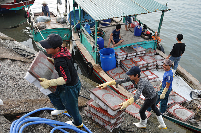 Cảng cá Cửa Sót nhộn nhịp trở lại dịp nghỉ lễ 30-4 và 1-5 ảnh 9