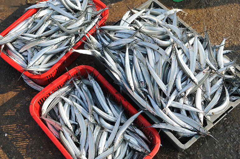 Cảng cá Cửa Sót nhộn nhịp trở lại dịp nghỉ lễ 30-4 và 1-5 ảnh 7