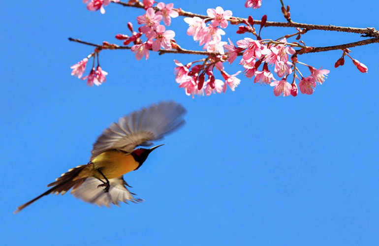 “Săn” vũ điệu xuân -0
