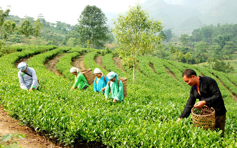 Vượt khó làm giàu ở Bản Xen -0