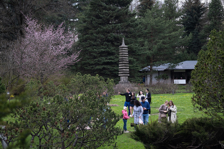 Người Moscow xếp hàng ngắm anh đào nở -0