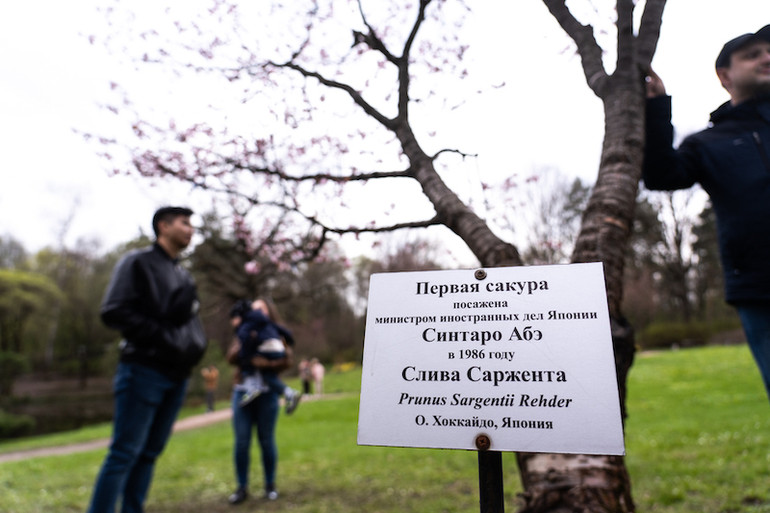 Người Moscow xếp hàng ngắm anh đào nở -0