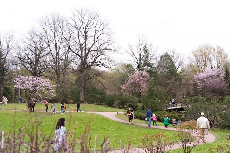 Người Moscow xếp hàng ngắm anh đào nở -0