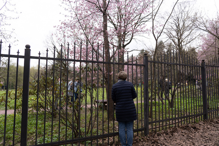 Người Moscow xếp hàng ngắm anh đào nở -0