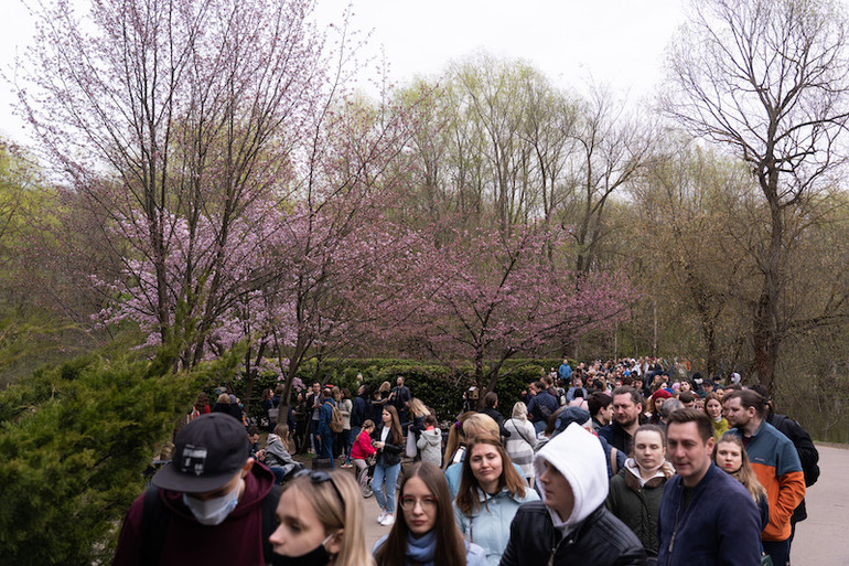 Người Moscow xếp hàng ngắm anh đào nở -0
