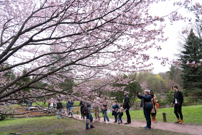 Người Moscow xếp hàng ngắm anh đào nở -0