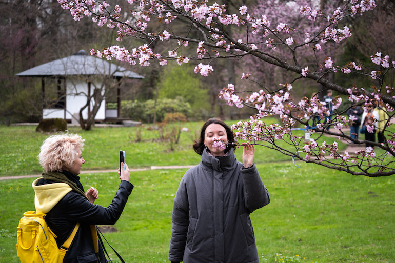Người Moscow xếp hàng ngắm anh đào nở -0