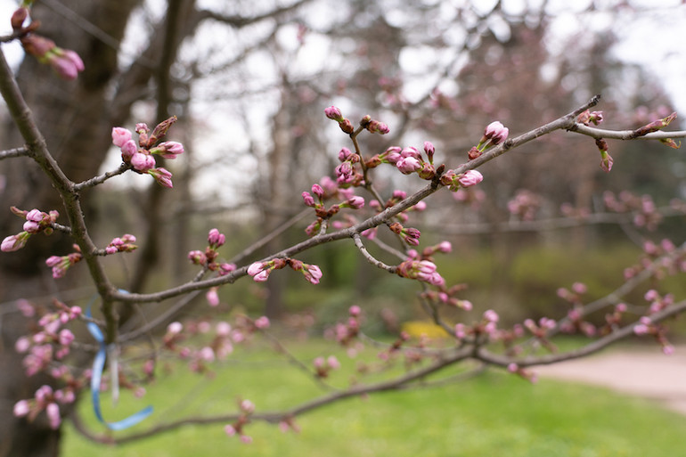 Người Moscow xếp hàng ngắm anh đào nở -0