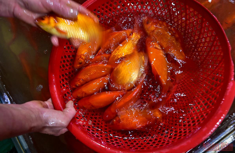 Chợ cá Yên Sở tấp nập, ngập sắc đỏ vàng Tết ông Công ông Táo -0