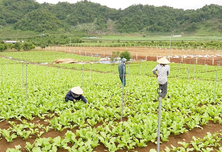 Qua rà soát có nhiều diện tích đất hiện tại đang được cho mượn hoặc cho thầu lại. Vì sao 194 công nhân ở Sơn La bị chấm dứt hợp đồng lao động? -0
