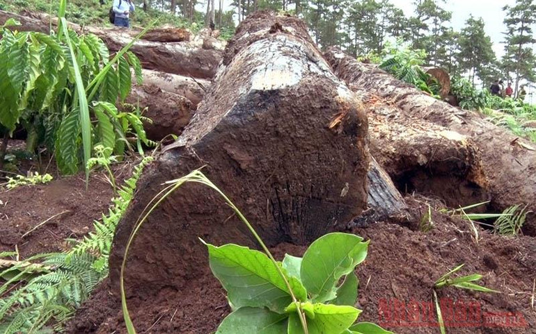 Những cánh rừng thông bị “vùi” xuống lòng đất -0