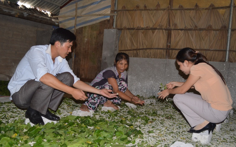 Ba cây ở Trấn Yên -0