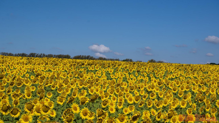 Thăm đồng hướng dương Nga -0