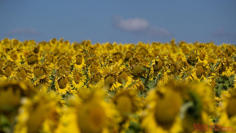 Thăm đồng hướng dương Nga -0