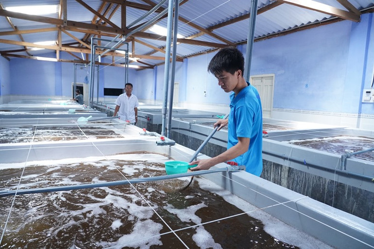 Ninh Thuận hướng đến là trung tâm sản xuất tôm giống chất lượng cao -0