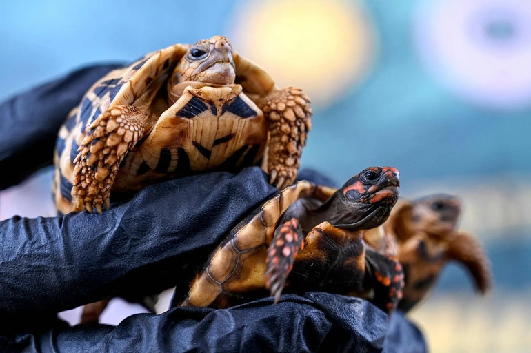 Những bức ảnh ấn tượng về động vật hoang dã -0