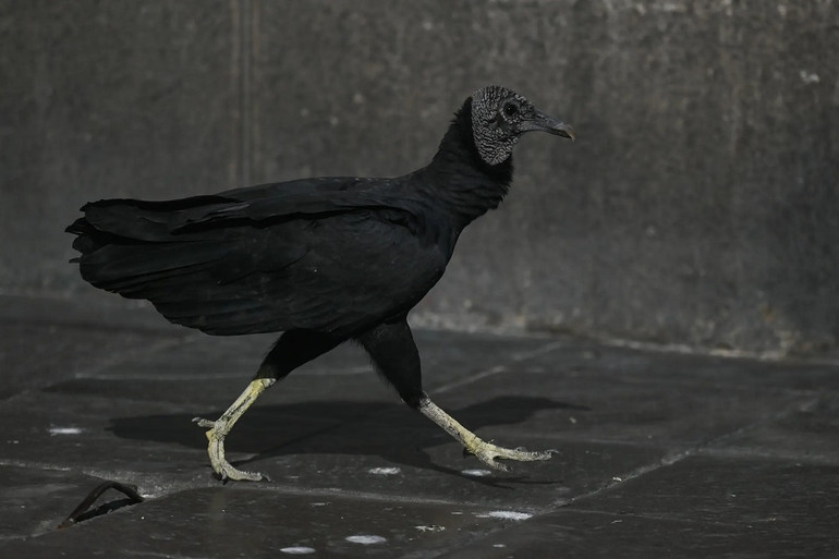 Những bức ảnh ấn tượng về động vật hoang dã -0