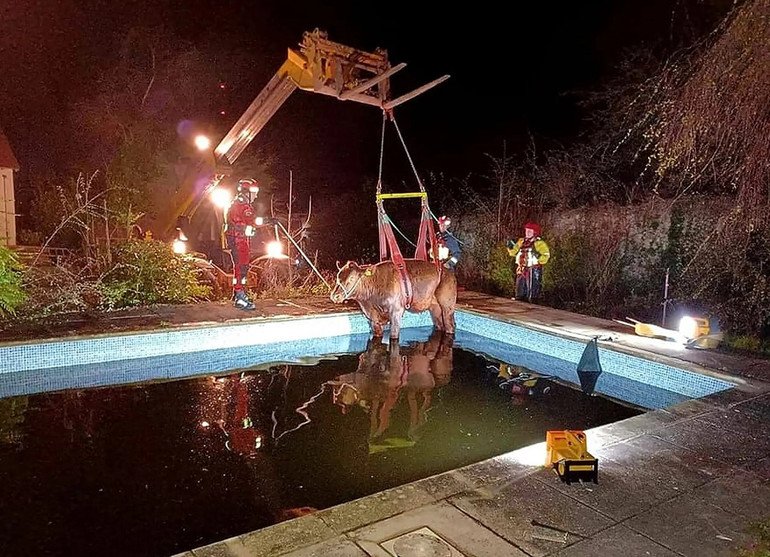 Những bức ảnh ấn tượng về động vật hoang dã -0