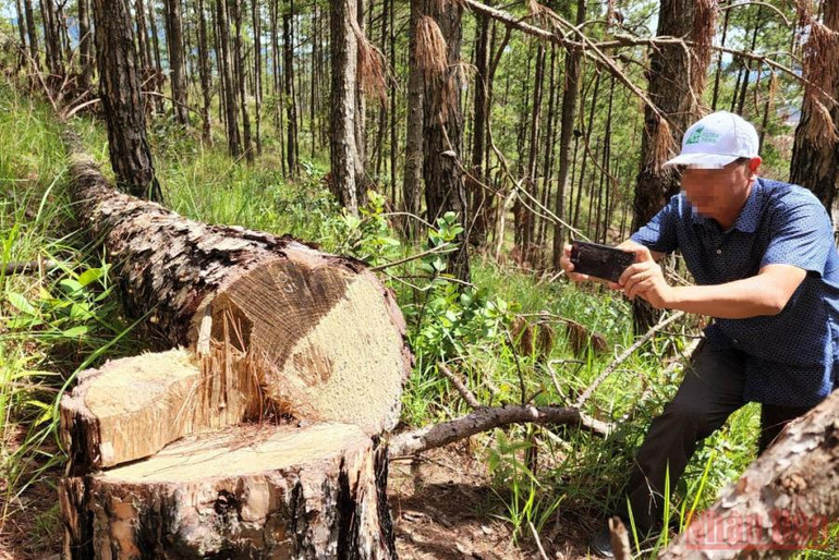 Khẩn trương điều tra, xử lý nghiêm vụ cưa hạ hàng trăm cây thông tại Đà Lạt -0