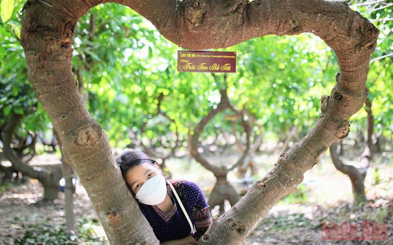 Vườn cây Sala tạo dáng thế theo triết lý nhà Phật ở Ninh Thuận -0