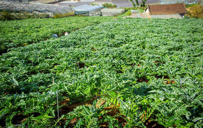 Nhiệt làm phiền - Uống liền Livecool -0