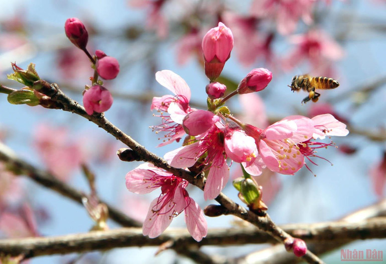 Đà Lạt nồng nàn sắc xuân -0