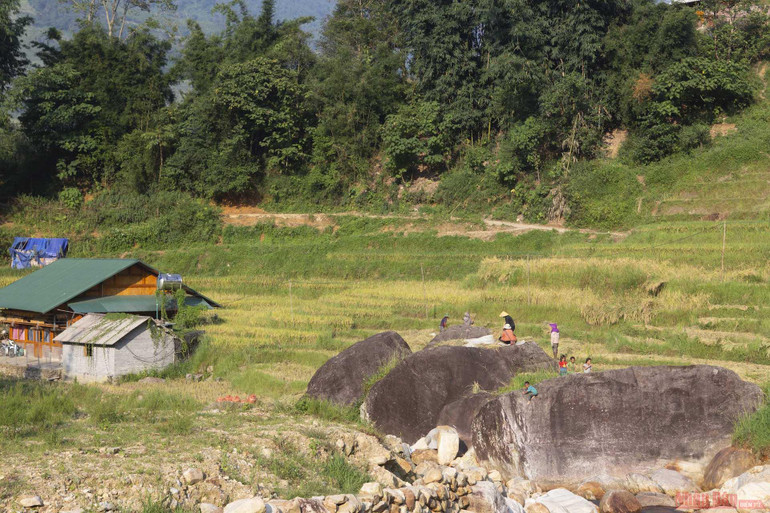 Mường Hoa mùa gặt -0