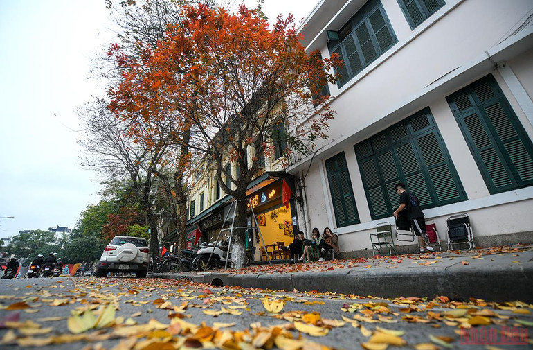 Hà Nội đẹp nao lòng mùa lá rụng tháng 3 -0