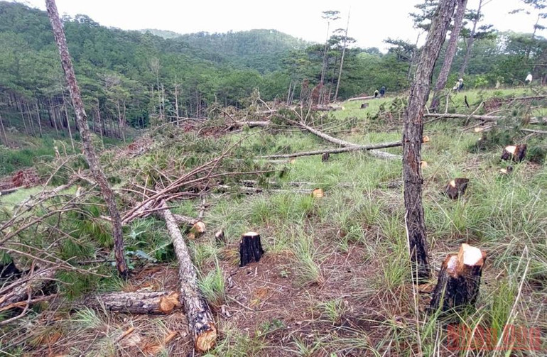Khẩn trương điều tra, xử lý nghiêm vụ cưa hạ hàng trăm cây thông tại Đà Lạt -0