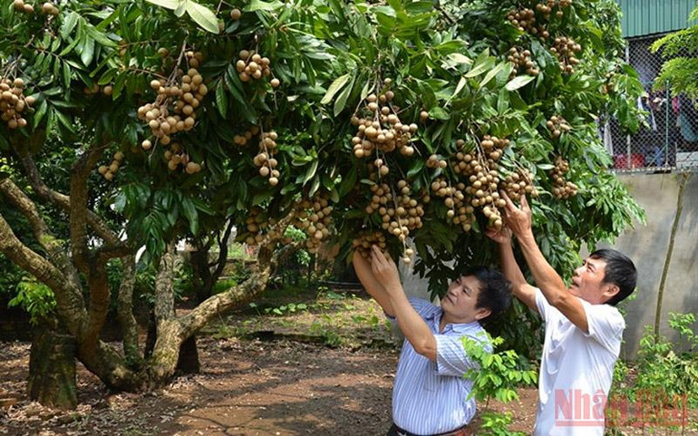 Nhãn chín muộn giá rẻ như cho -0