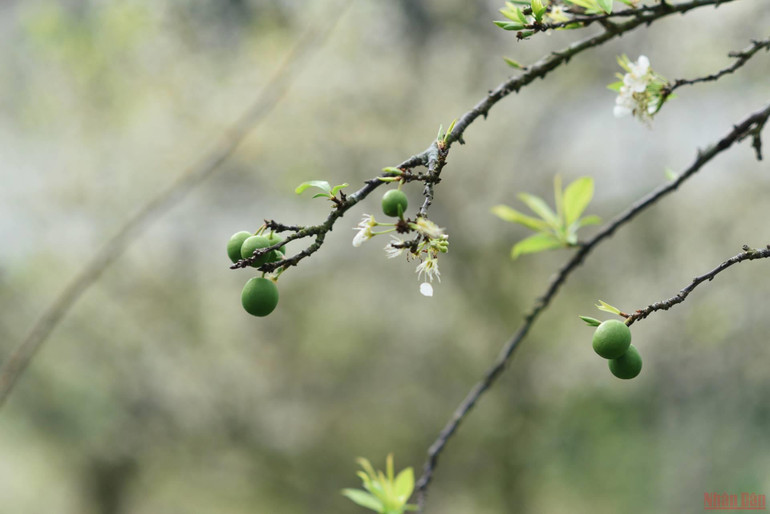 Ngất ngây mùa hoa mận trắng ở Mu Náu, Mộc Châu -0