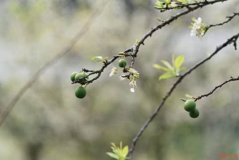 Ngất ngây mùa hoa mận trắng ở Mu Náu, Mộc Châu -0