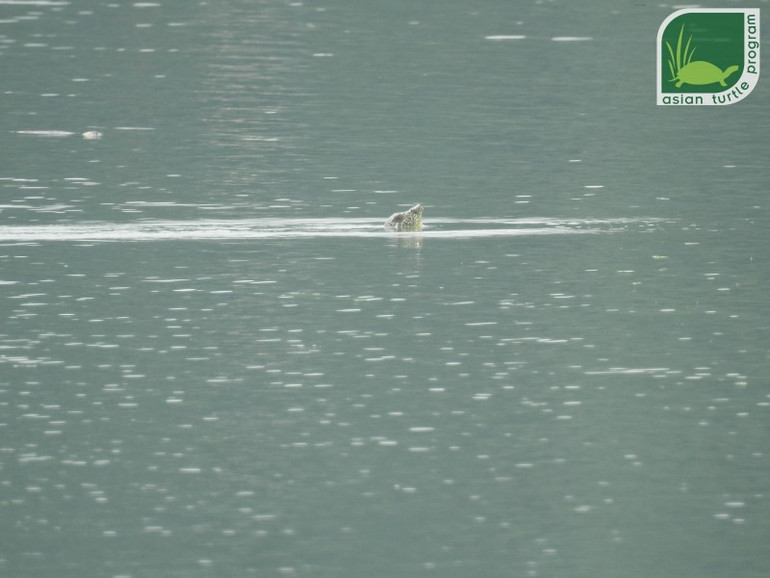 Thêm bằng chứng về sự tồn tại của cá thể rùa Hoàn Kiếm thứ hai ở hồ Đồng Mô -0