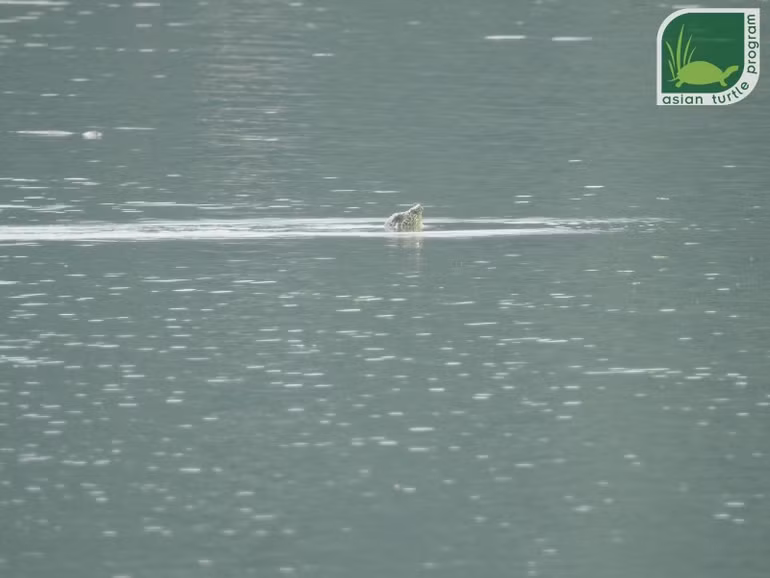 Thêm bằng chứng về sự tồn tại của cá thể rùa Hoàn Kiếm thứ hai ở hồ Đồng Mô -0