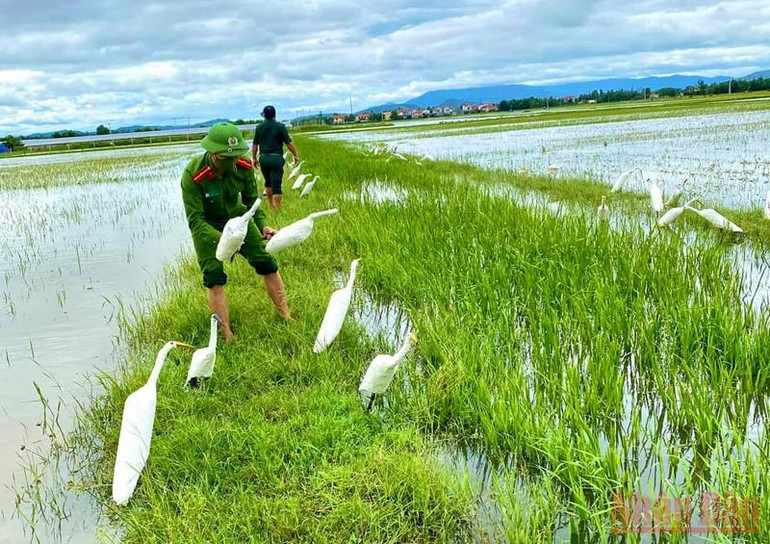 Quảng Bình: Ngăn chặn nạn tận diệt chim trời -0
