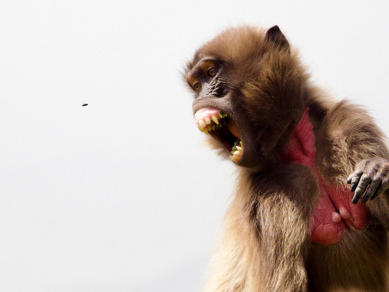 Ám ảnh về virus, zombie trong cuộc thi ảnh sinh thái quốc tế -0