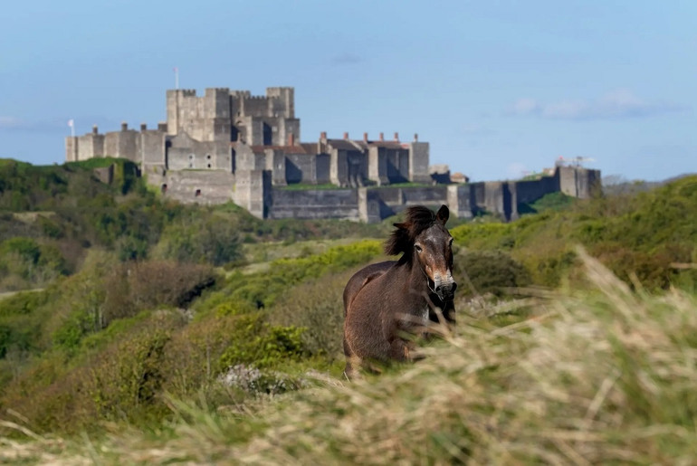 Những bức ảnh ấn tượng về động vật hoang dã trong tuần -0