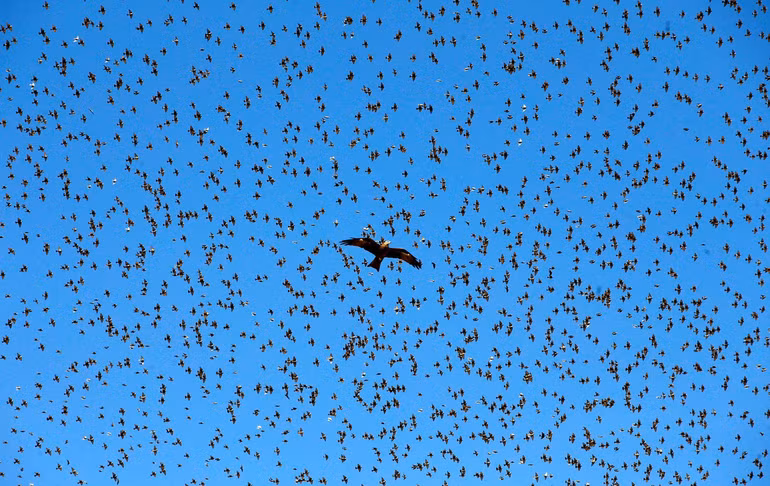 Màn trình diễn vĩ đại của tự nhiên -0