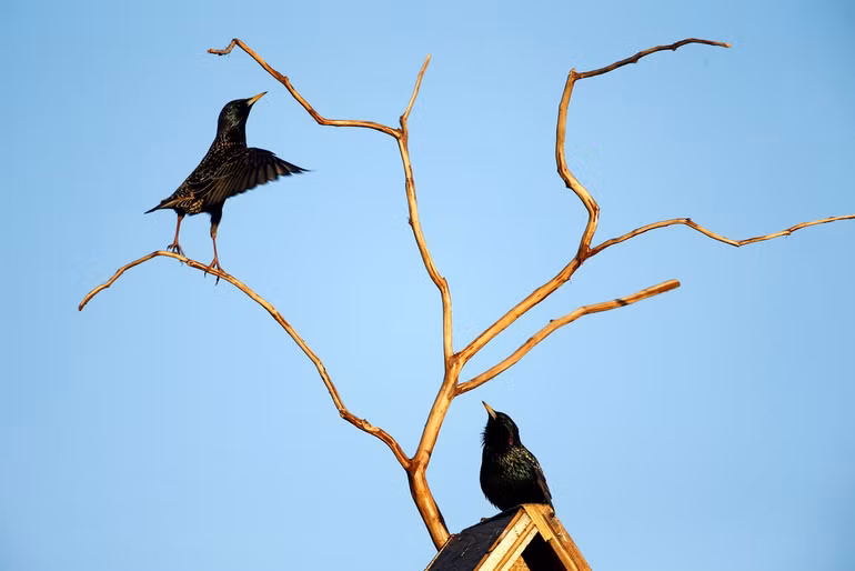 Màn trình diễn vĩ đại của tự nhiên -0